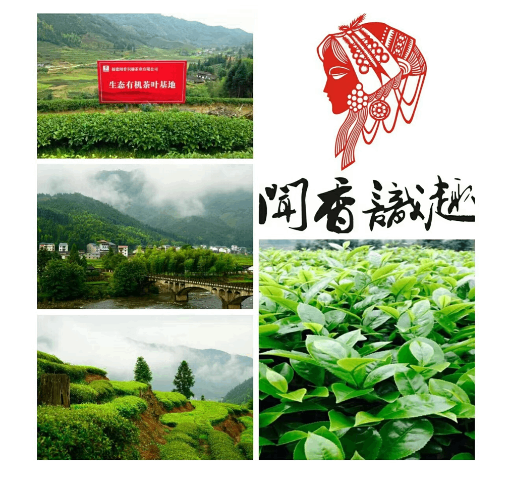 家鄉(xiāng)福建聞香識趣茶業(yè)介紹|家鄉(xiāng)福建聞香識趣茶業(yè)貿易|家鄉(xiāng)福建聞香識趣茶業(yè)銷售