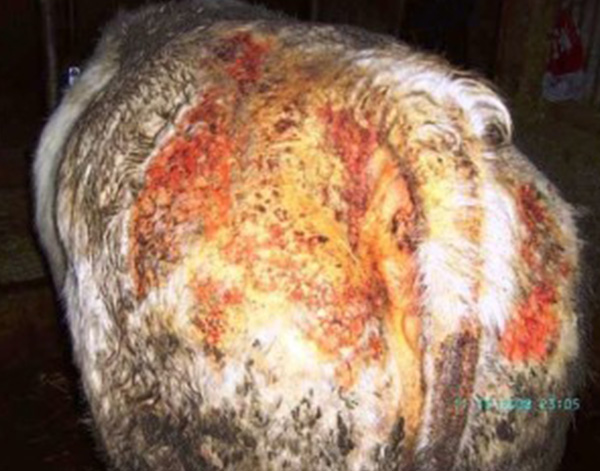 獸醫(yī)學(xué)