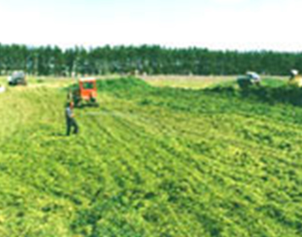 綠色飼料/青貯飼料保存