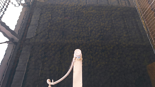 泉州污水處理廠(chǎng)提標(biāo)改造供應(yīng),污水處理廠(chǎng)提標(biāo)改造