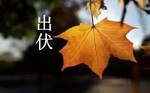 今日出伏，一年中最兇險(xiǎn)的36天來啦！照顧好自己和家人