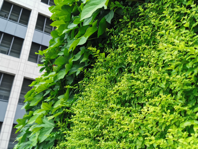深圳室外植物墻定制,植物墻