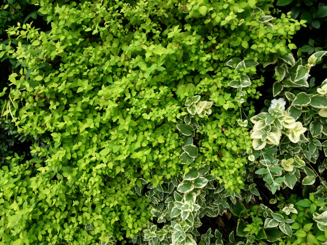 安徽室外植物墻行價(jià),植物墻