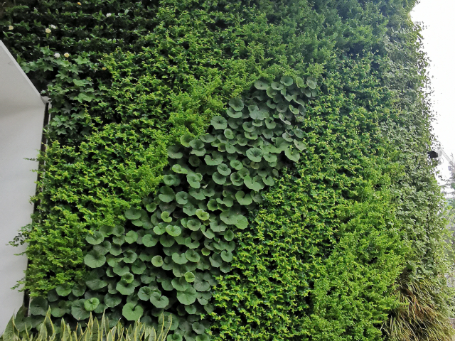 南通人造仿真植物墙施工,植物墙