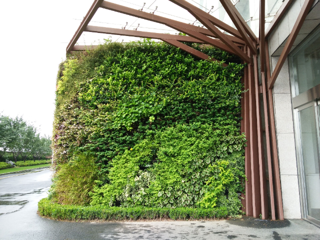 夏日植物墙上门养护,植物墙