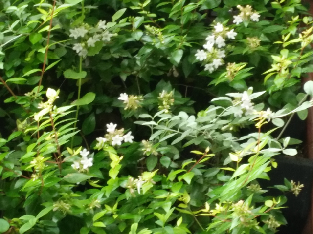 广东真植物墙供应厂家,植物墙