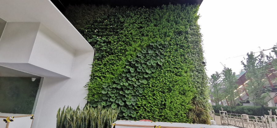 江苏景观植物墙行价