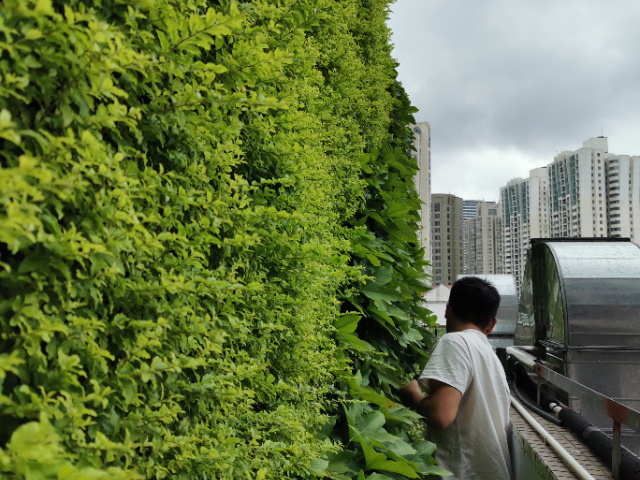 重庆夏日植物墙,植物墙