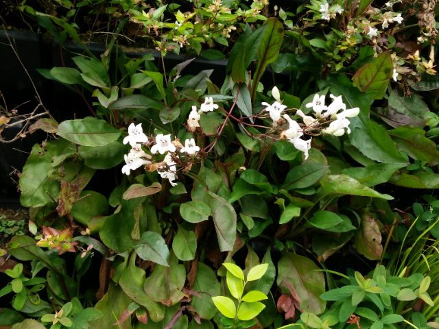 绿色植物墙行价