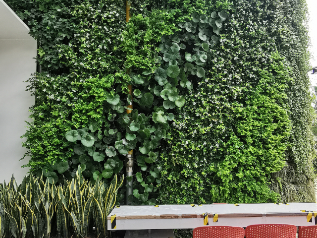 北京夏日植物墙哪家好,植物墙