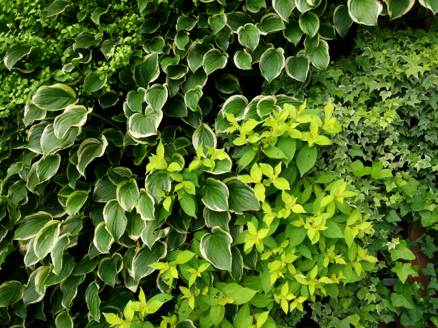 浙江移植植物墙市价,植物墙