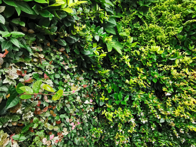 真植物墙市场价格,植物墙