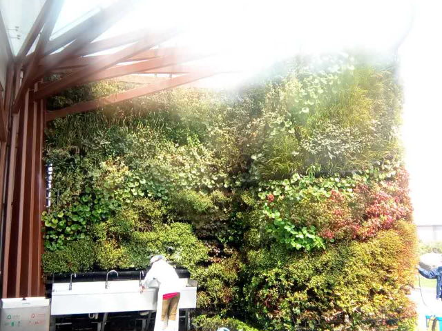 吉林植物墙现场施工,植物墙