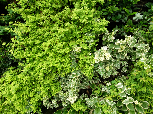 湖北植物墙设计,植物墙
