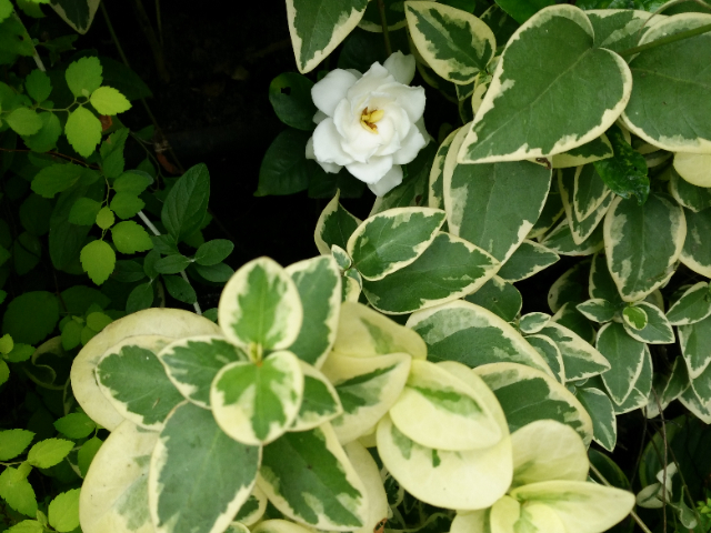 南通垂直綠化植物墻公司,植物墻