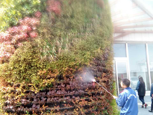 水培植物墻定期維護(hù),植物墻