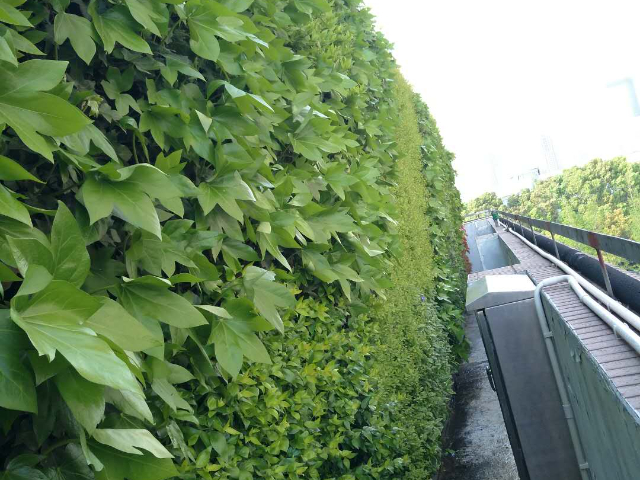 广西植物墙可上门安装,植物墙