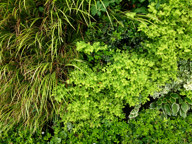 上海夏日植物墻供應(yīng),植物墻