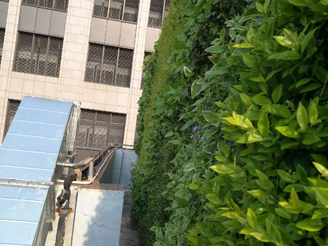 蘇州仿真植物墻設計公司
