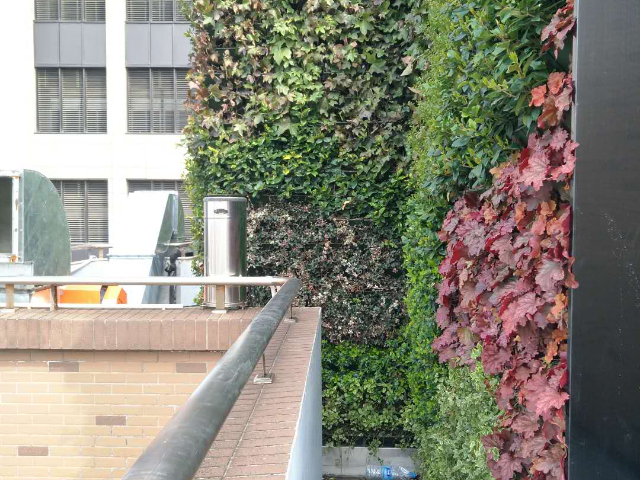 上海移植植物墙市价,植物墙