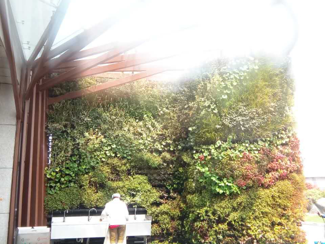 廣東綠色植物墻參考價,植物墻