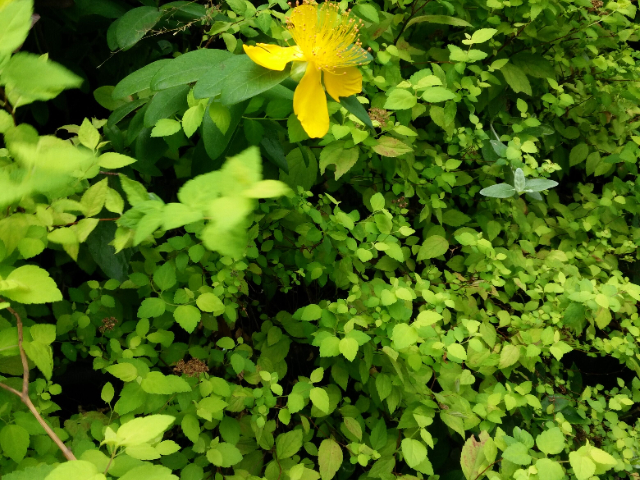 北京室外植物墻制作,植物墻
