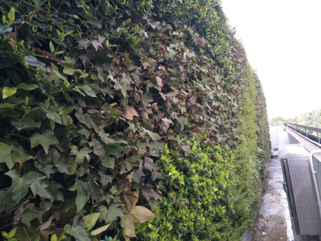 廣東生態(tài)植物墻定制,植物墻