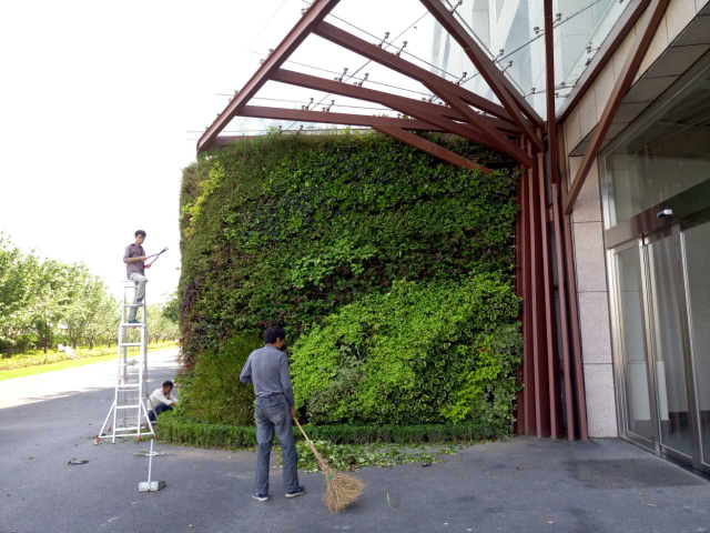 浙江水培植物墙,植物墙