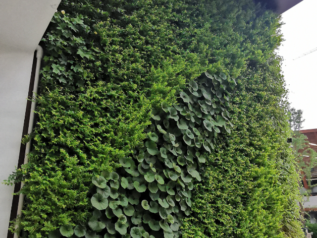 天津室外植物墙供应商,植物墙