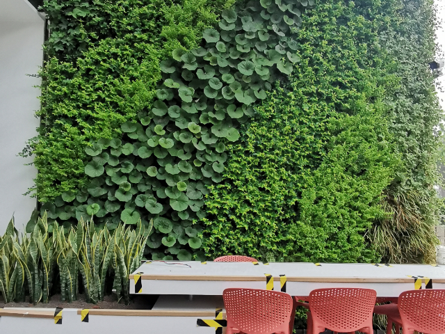 上海小户型植物墙市价,植物墙