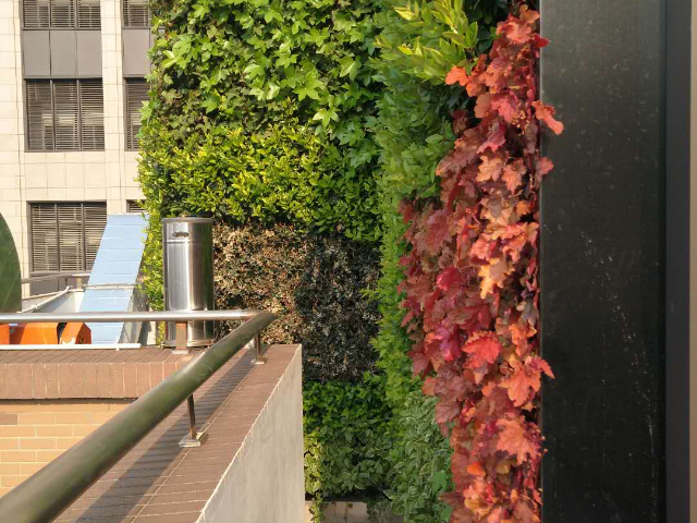 浙江室外装饰植物墙公司,植物墙