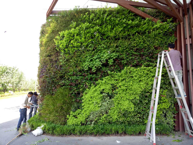 山西植物墻市場價(jià)格,植物墻
