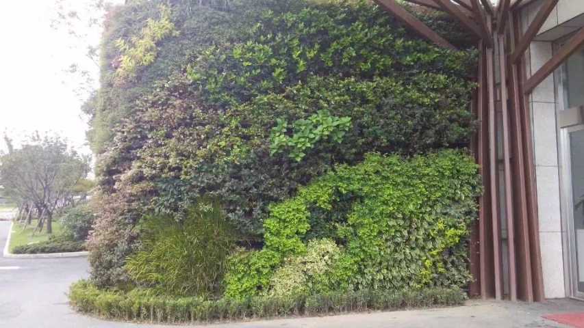 天津室外植物墙供应商,植物墙