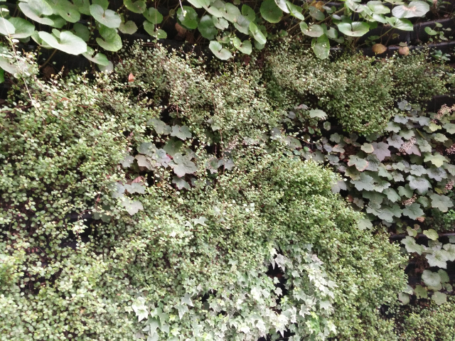 北京室内植物墙供应,植物墙