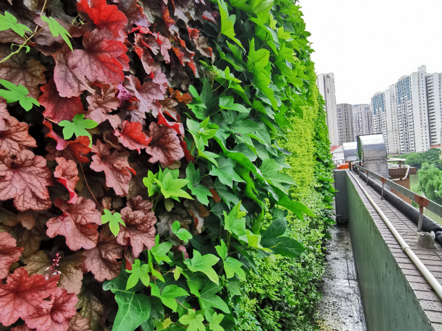 上海陽臺植物墻價位,植物墻
