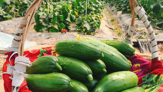 上海非轉(zhuǎn)基因黃瓜售價,黃瓜