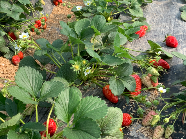 上海非轉基因草莓以客為尊,草莓