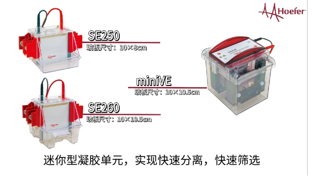 鉑金電極垂直電泳儀參考價格 江蘇博美達生命科學供應;