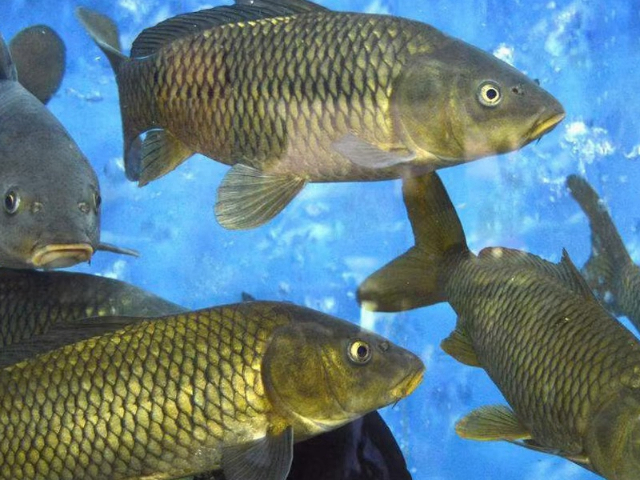 青山區糧油生鮮配送客服電話 田里甜農產品供應鏈供應