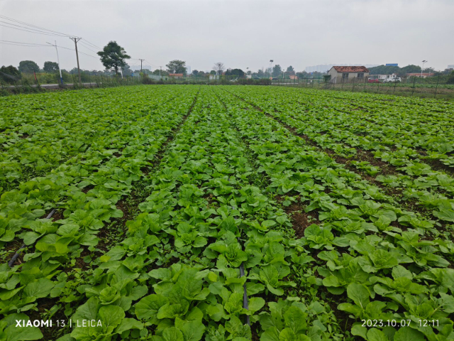 十堰現(xiàn)代化農(nóng)產(chǎn)品配送服務商 誠信服務 田里甜農(nóng)產(chǎn)品供應鏈供應