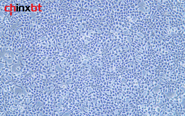 Hkb20 人腎上皮細胞