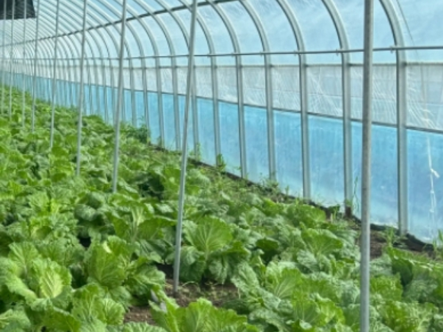 徐州批发蔬菜大棚厂家电话 农诚宝供应