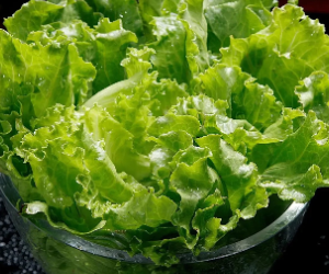 生菜