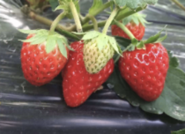 上海百色草莓聯系方式