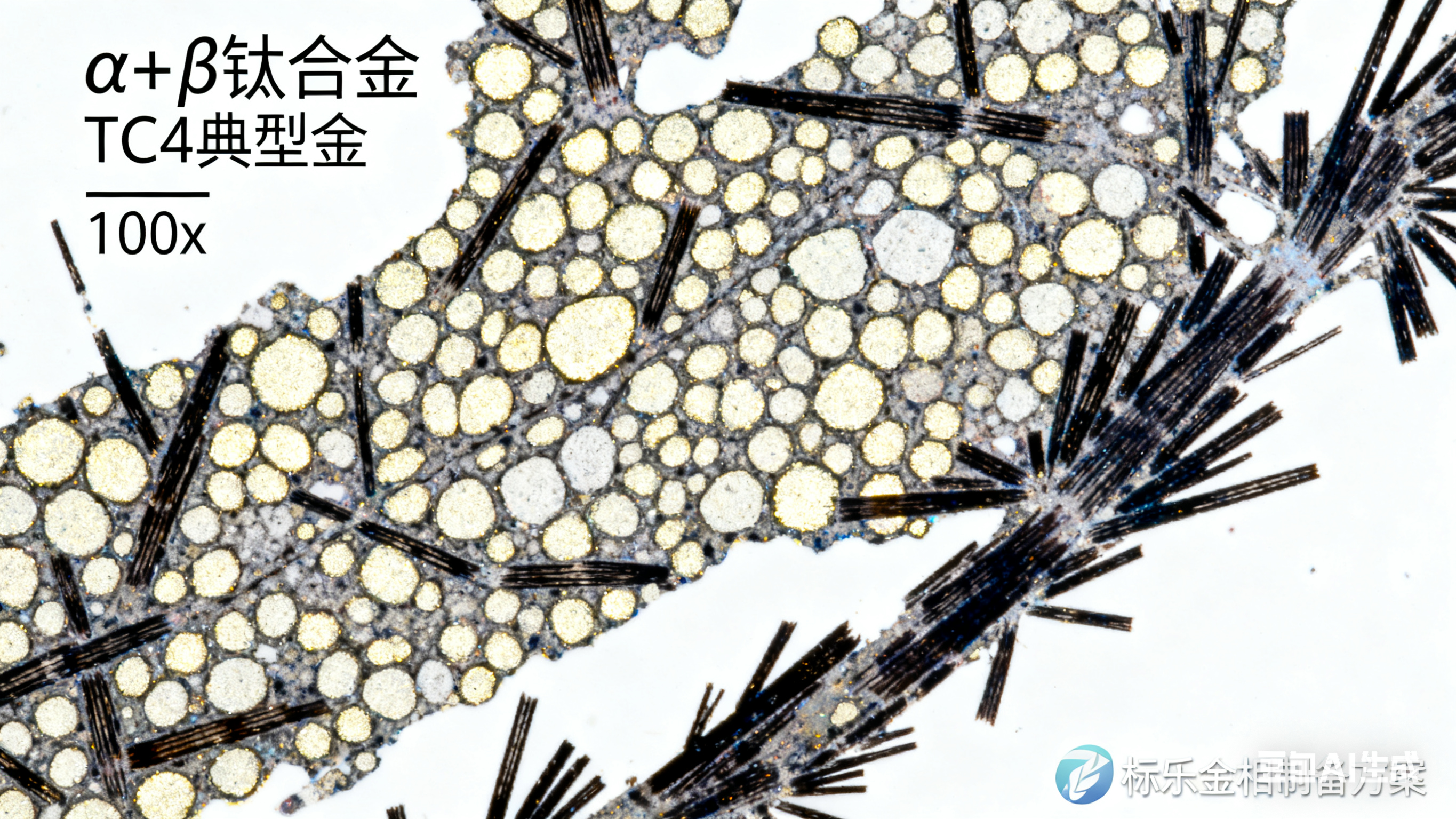 金相制樣 金相制樣