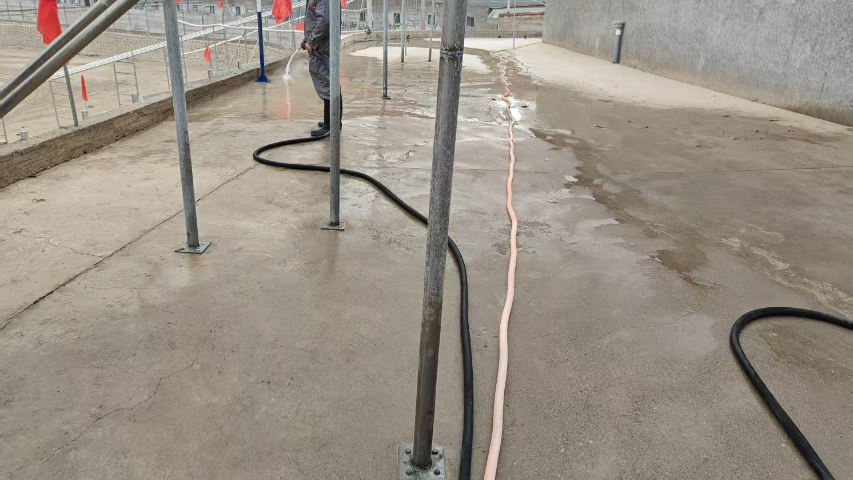 母猪生物安全饲养管理,生物安全