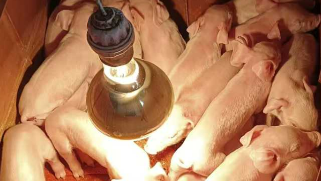 地方黑豬生產(chǎn)技術(shù)管理知識 誠信服務(wù) 創(chuàng)宏生物供應(yīng)