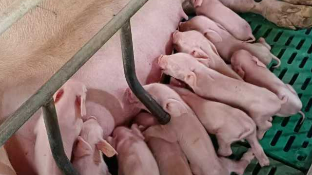 原种猪生产技术人才,生产技术