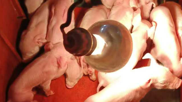 哺乳仔猪生产技术辅导