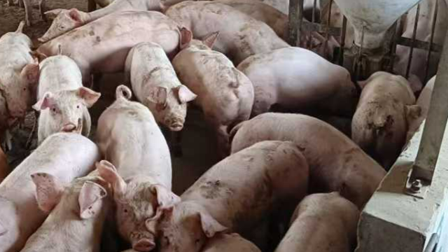 后备母猪生产技术学习